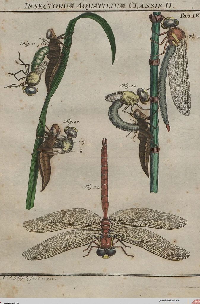 An illustration from (Band 2): ... welcher acht Classen verschiedener sowohl inländischer, als auch einiger ausländischer Insecte enthält, 1749, leaf 241