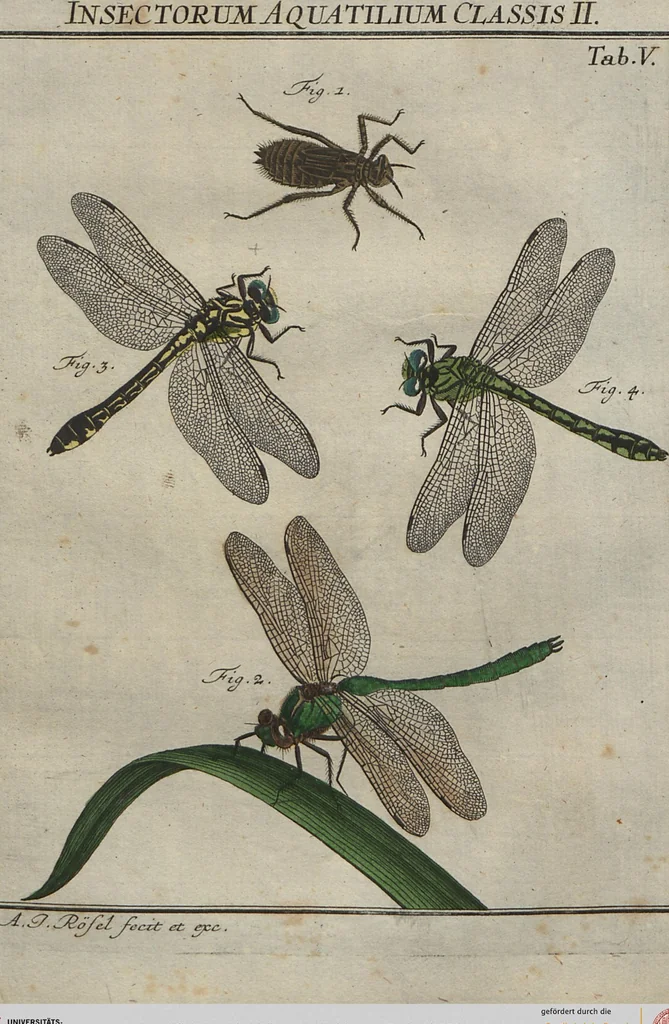 An illustration from (Band 2): ... welcher acht Classen verschiedener sowohl inländischer, als auch einiger ausländischer Insecte enthält, 1749, leaf 259