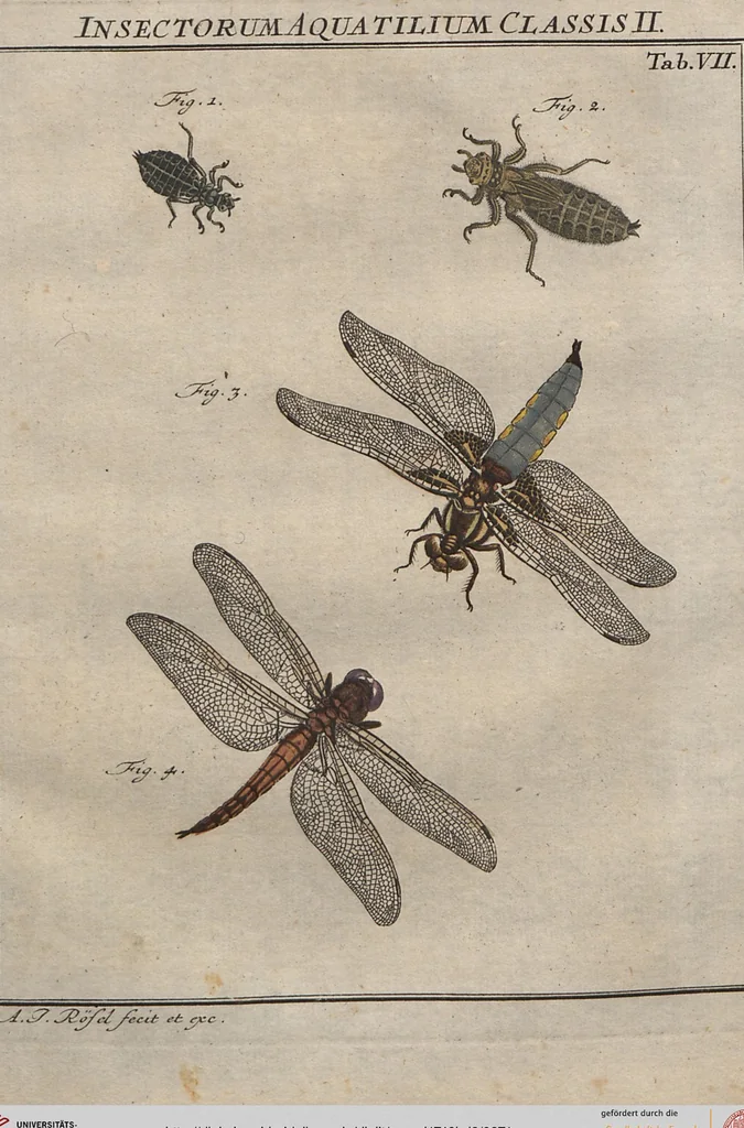 An illustration from (Band 2): ... welcher acht Classen verschiedener sowohl inländischer, als auch einiger ausländischer Insecte enthält, 1749, leaf 271