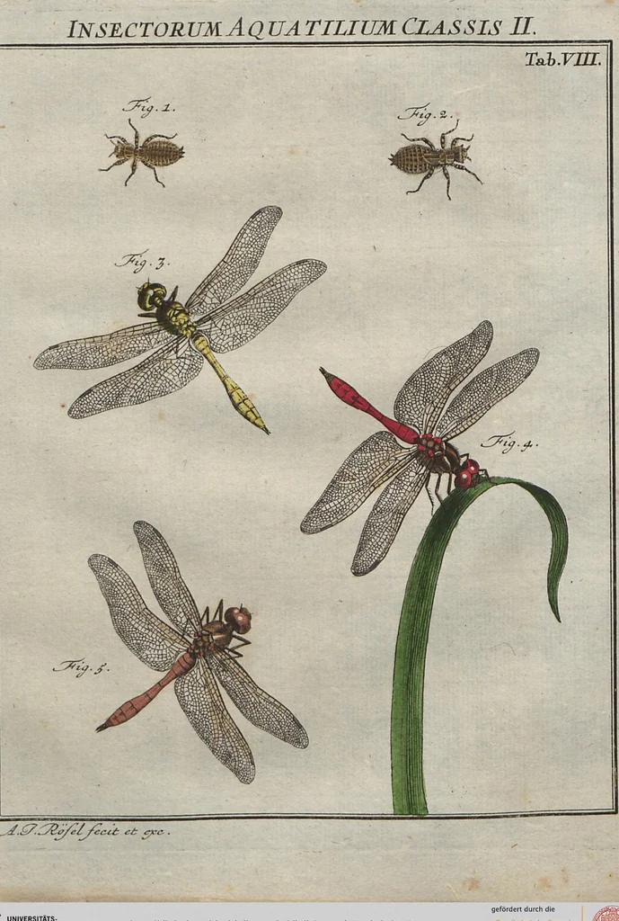An illustration from (Band 2): ... welcher acht Classen verschiedener sowohl inländischer, als auch einiger ausländischer Insecte enthält, 1749, leaf 279