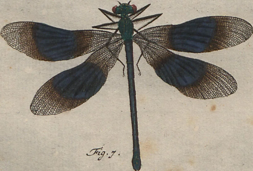An illustration from (Band 2): ... welcher acht Classen verschiedener sowohl inländischer, als auch einiger ausländischer Insecte enthält, 1749, leaf 283