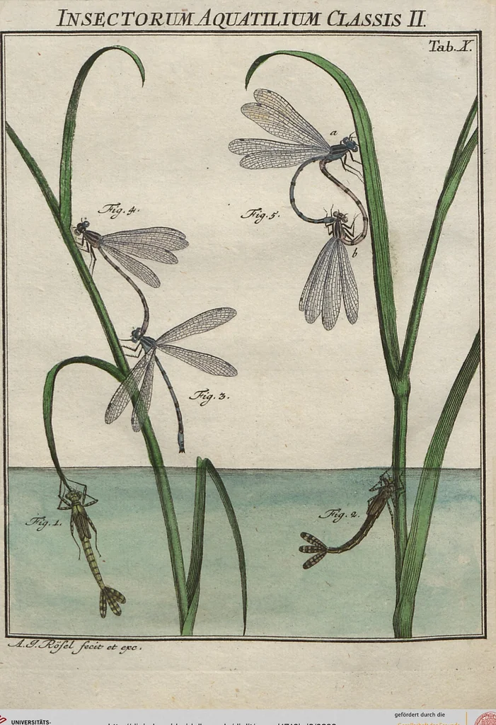 An illustration from (Band 2): ... welcher acht Classen verschiedener sowohl inländischer, als auch einiger ausländischer Insecte enthält, 1749, leaf 293