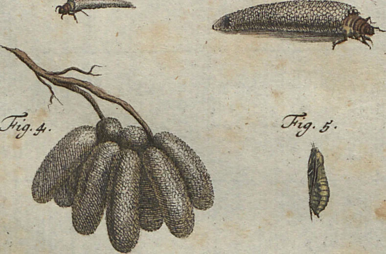 An illustration from (Band 2): ... welcher acht Classen verschiedener sowohl inländischer, als auch einiger ausländischer Insecte enthält, 1749, leaf 309