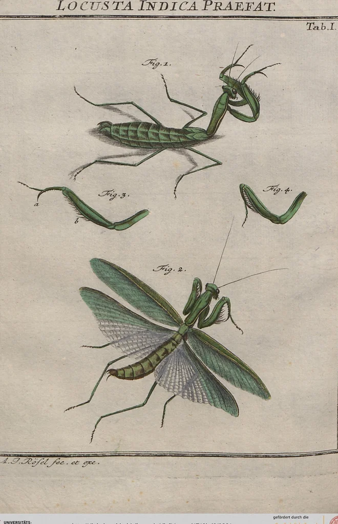 An illustration from (Band 2): ... welcher acht Classen verschiedener sowohl inländischer, als auch einiger ausländischer Insecte enthält, 1749, leaf 331