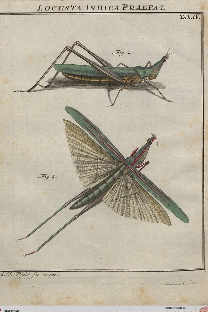 An illustration from (Band 2): ... welcher acht Classen verschiedener sowohl inländischer, als auch einiger ausländischer Insecte enthält, 1749, leaf 337
