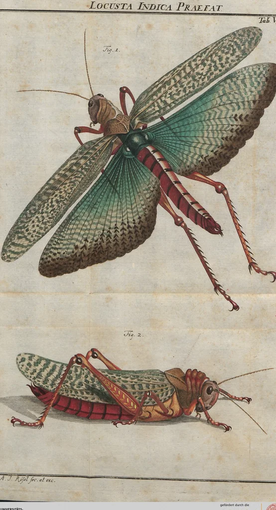 An illustration from (Band 2): ... welcher acht Classen verschiedener sowohl inländischer, als auch einiger ausländischer Insecte enthält, 1749, leaf 339
