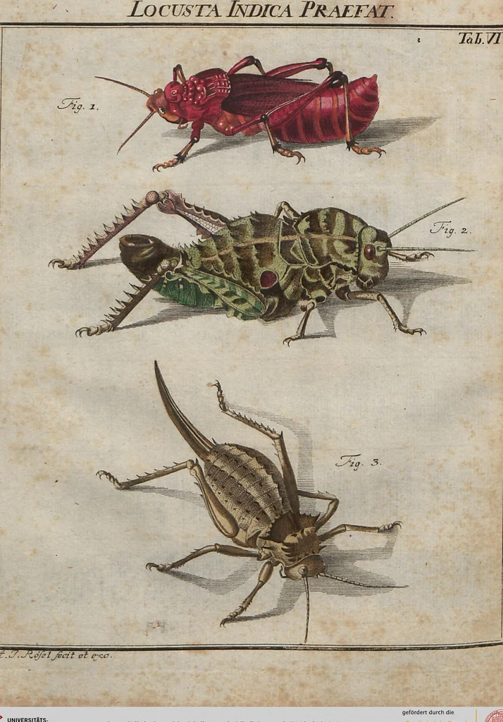 An illustration from (Band 2): ... welcher acht Classen verschiedener sowohl inländischer, als auch einiger ausländischer Insecte enthält, 1749, leaf 341