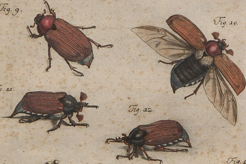 An illustration from (Band 2): ... welcher acht Classen verschiedener sowohl inländischer, als auch einiger ausländischer Insecte enthält, 1749, leaf 38