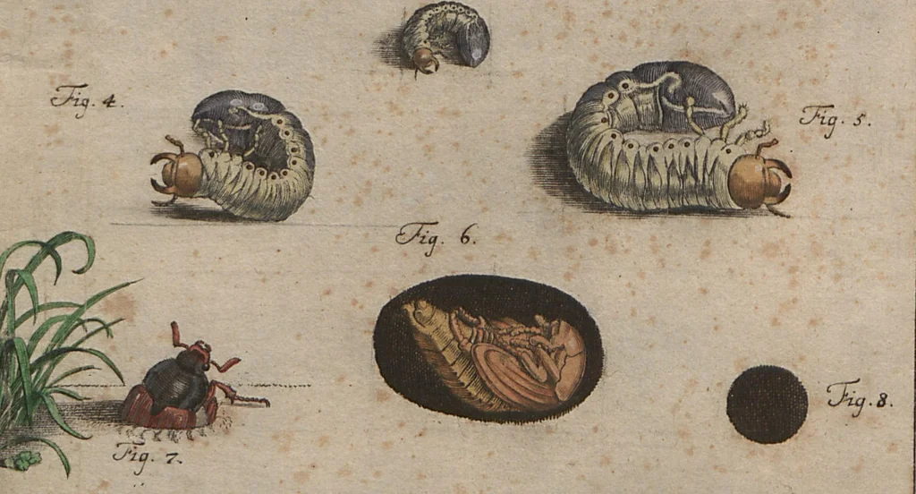 An illustration from (Band 2): ... welcher acht Classen verschiedener sowohl inländischer, als auch einiger ausländischer Insecte enthält, 1749, leaf 38