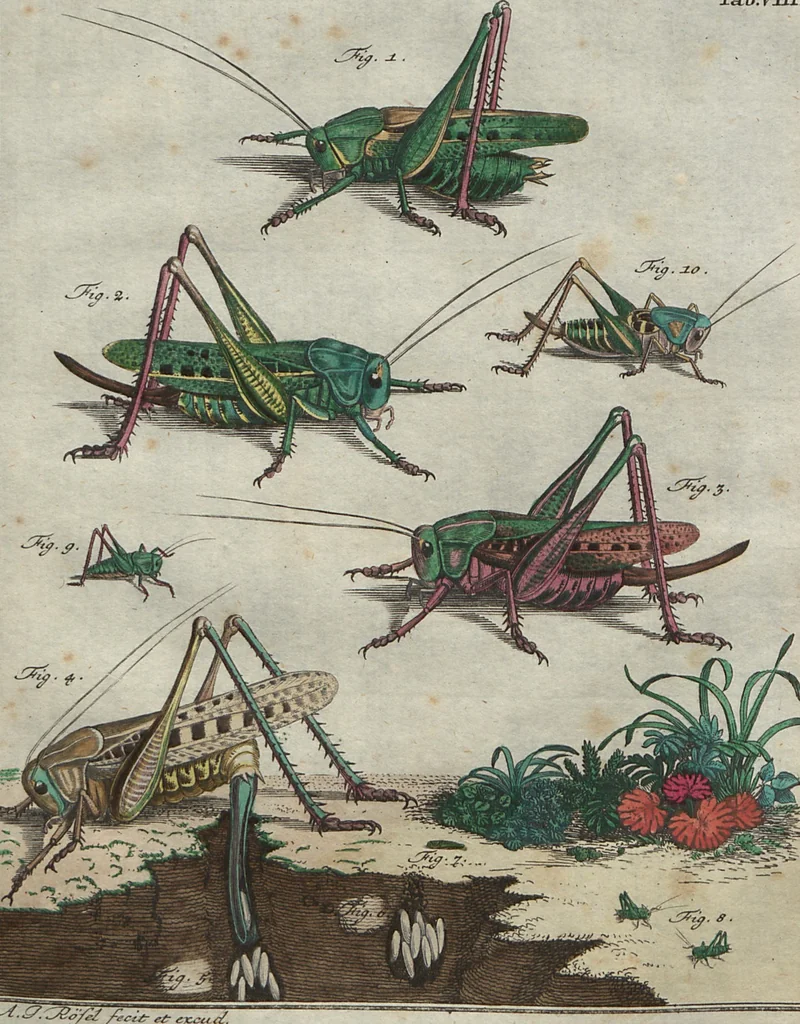 An illustration from (Band 2): ... welcher acht Classen verschiedener sowohl inländischer, als auch einiger ausländischer Insecte enthält, 1749, leaf 391