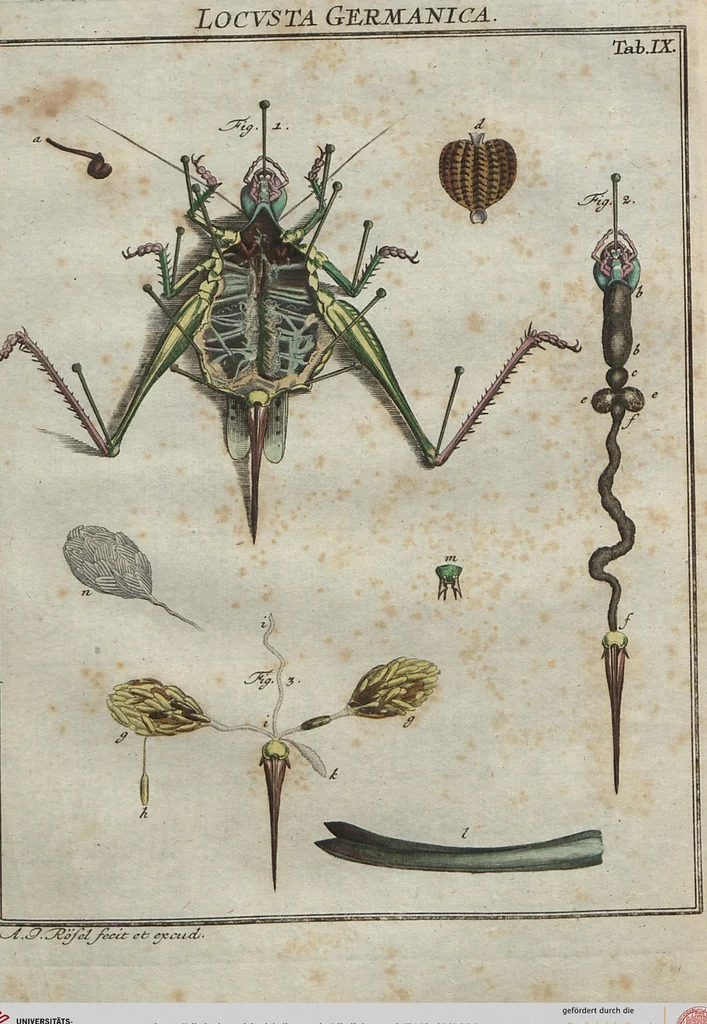 An illustration from (Band 2): ... welcher acht Classen verschiedener sowohl inländischer, als auch einiger ausländischer Insecte enthält, 1749, leaf 393