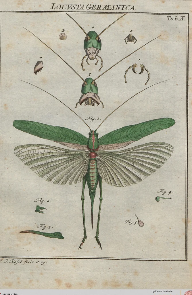 An illustration from (Band 2): ... welcher acht Classen verschiedener sowohl inländischer, als auch einiger ausländischer Insecte enthält, 1749, leaf 411