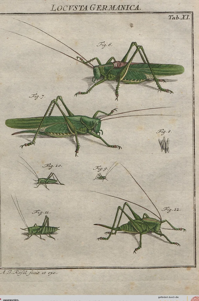 An illustration from (Band 2): ... welcher acht Classen verschiedener sowohl inländischer, als auch einiger ausländischer Insecte enthält, 1749, leaf 413