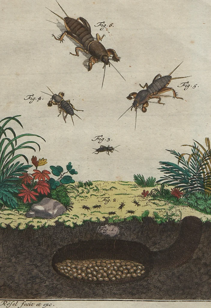 An illustration from (Band 2): ... welcher acht Classen verschiedener sowohl inländischer, als auch einiger ausländischer Insecte enthält, 1749, leaf 443