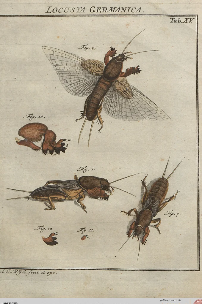 An illustration from (Band 2): ... welcher acht Classen verschiedener sowohl inländischer, als auch einiger ausländischer Insecte enthält, 1749, leaf 445