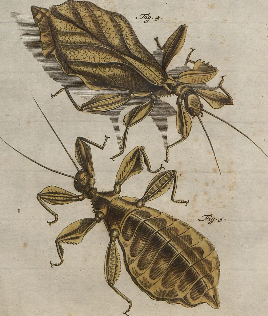 An illustration from (Band 2): ... welcher acht Classen verschiedener sowohl inländischer, als auch einiger ausländischer Insecte enthält, 1749, leaf 465