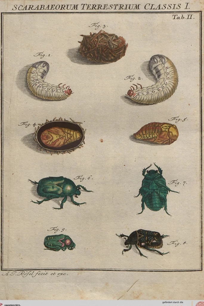 An illustration from (Band 2): ... welcher acht Classen verschiedener sowohl inländischer, als auch einiger ausländischer Insecte enthält, 1749, leaf 48