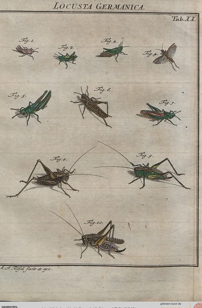 An illustration from (Band 2): ... welcher acht Classen verschiedener sowohl inländischer, als auch einiger ausländischer Insecte enthält, 1749, leaf 491