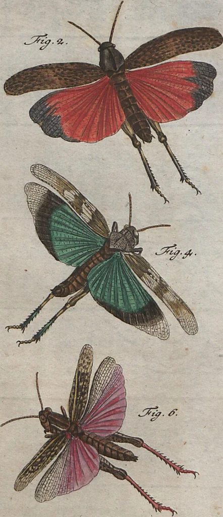 An illustration from (Band 2): ... welcher acht Classen verschiedener sowohl inländischer, als auch einiger ausländischer Insecte enthält, 1749, leaf 493