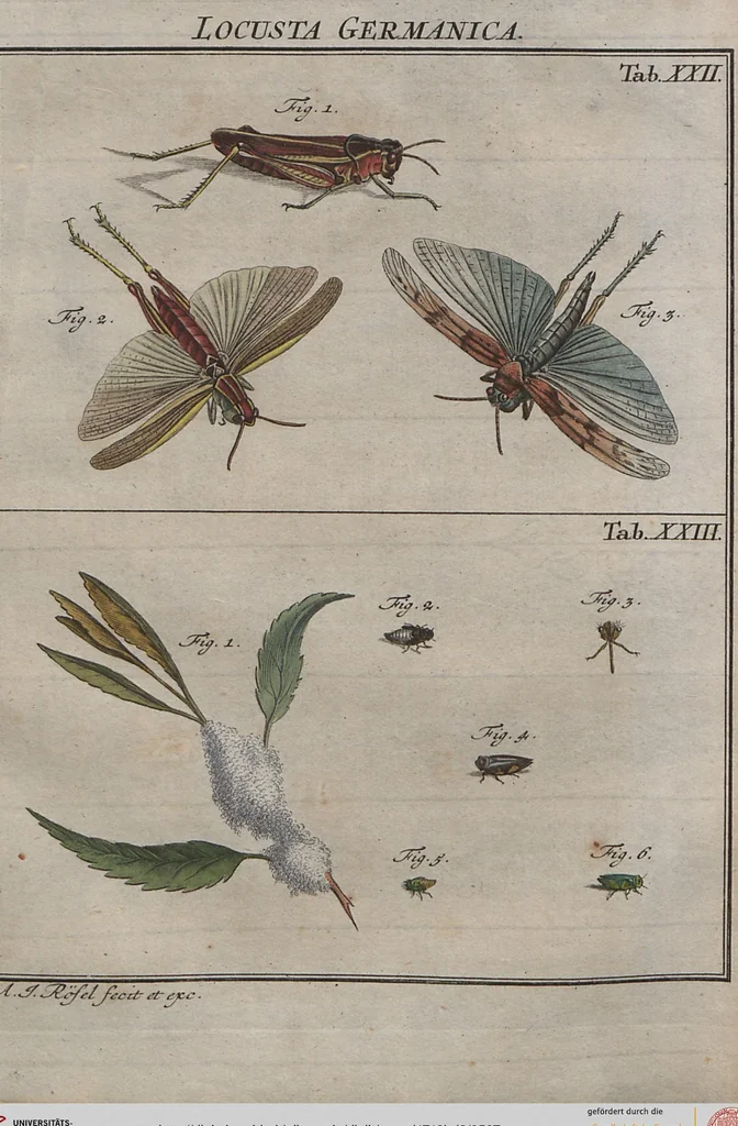 An illustration from (Band 2): ... welcher acht Classen verschiedener sowohl inländischer, als auch einiger ausländischer Insecte enthält, 1749, leaf 507