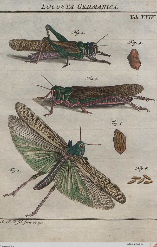 An illustration from (Band 2): ... welcher acht Classen verschiedener sowohl inländischer, als auch einiger ausländischer Insecte enthält, 1749, leaf 517