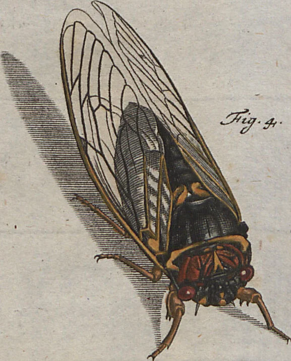 An illustration from (Band 2): ... welcher acht Classen verschiedener sowohl inländischer, als auch einiger ausländischer Insecte enthält, 1749, leaf 533