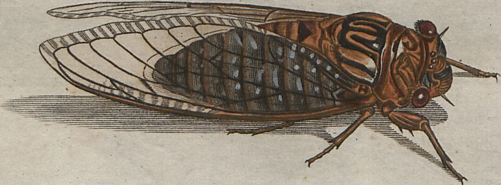 An illustration from (Band 2): ... welcher acht Classen verschiedener sowohl inländischer, als auch einiger ausländischer Insecte enthält, 1749, leaf 533