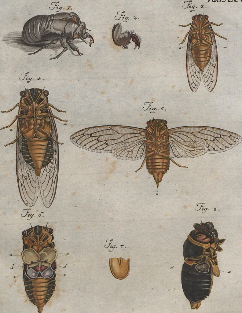 An illustration from (Band 2): ... welcher acht Classen verschiedener sowohl inländischer, als auch einiger ausländischer Insecte enthält, 1749, leaf 535