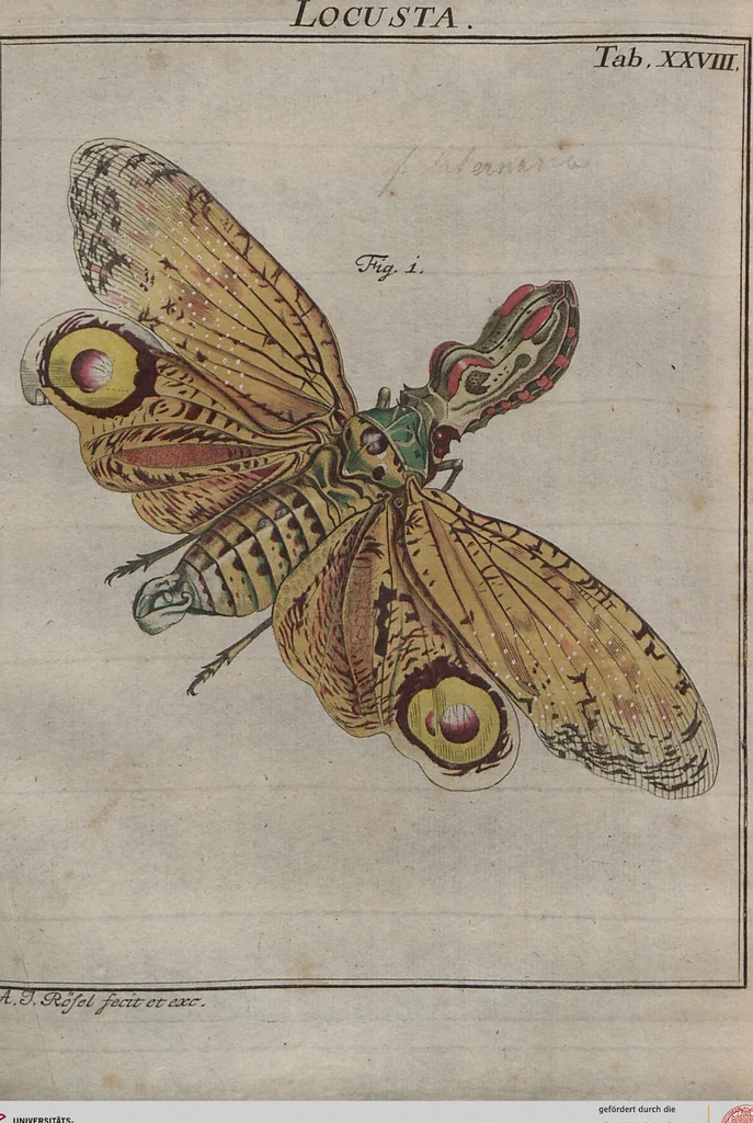 An illustration from (Band 2): ... welcher acht Classen verschiedener sowohl inländischer, als auch einiger ausländischer Insecte enthält, 1749, leaf 558