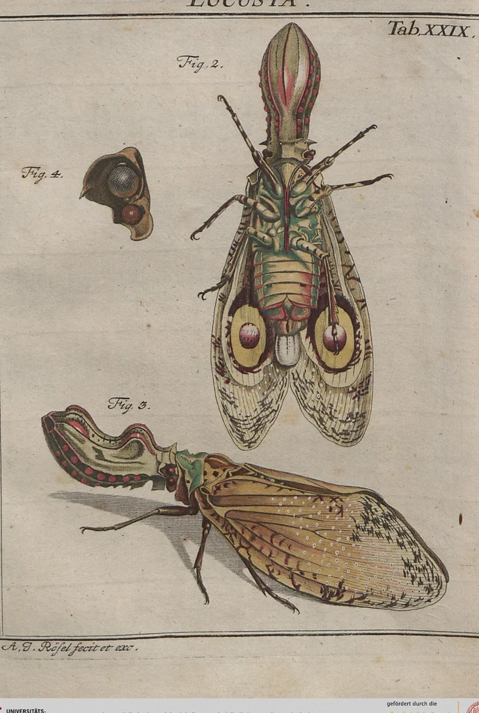 An illustration from (Band 2): ... welcher acht Classen verschiedener sowohl inländischer, als auch einiger ausländischer Insecte enthält, 1749, leaf 560