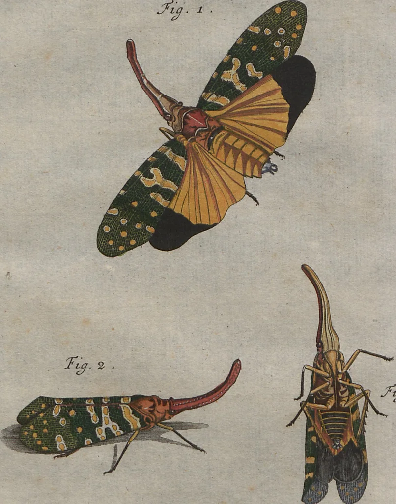 An illustration from (Band 2): ... welcher acht Classen verschiedener sowohl inländischer, als auch einiger ausländischer Insecte enthält, 1749, leaf 572