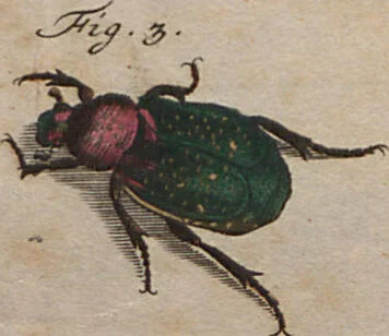 An illustration from (Band 2): ... welcher acht Classen verschiedener sowohl inländischer, als auch einiger ausländischer Insecte enthält, 1749, leaf 58