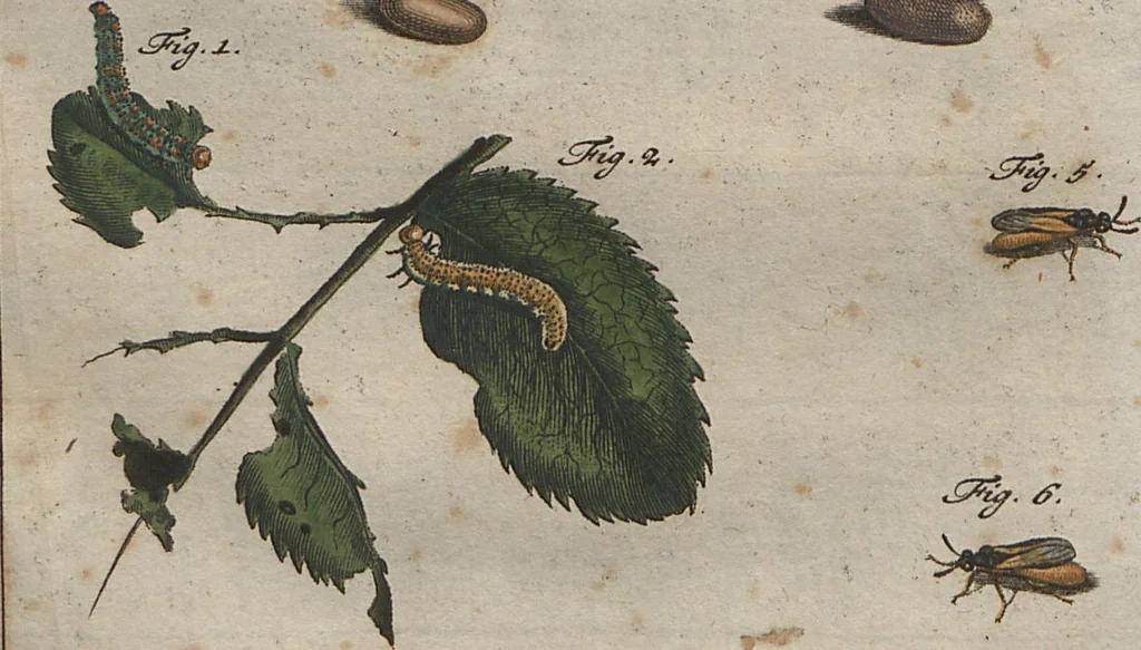 An illustration from (Band 2): ... welcher acht Classen verschiedener sowohl inländischer, als auch einiger ausländischer Insecte enthält, 1749, leaf 594