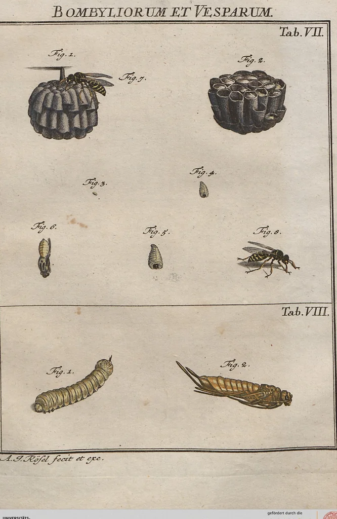 An illustration from (Band 2): ... welcher acht Classen verschiedener sowohl inländischer, als auch einiger ausländischer Insecte enthält, 1749, leaf 619