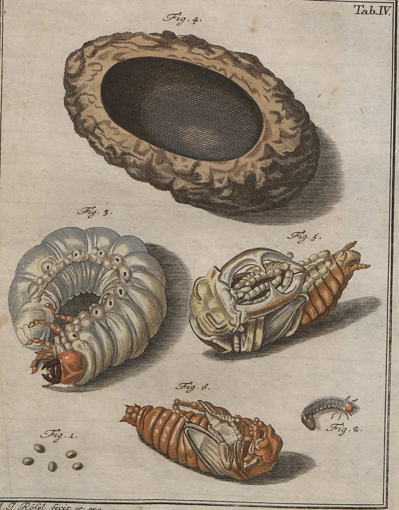 An illustration from (Band 2): ... welcher acht Classen verschiedener sowohl inländischer, als auch einiger ausländischer Insecte enthält, 1749, leaf 68