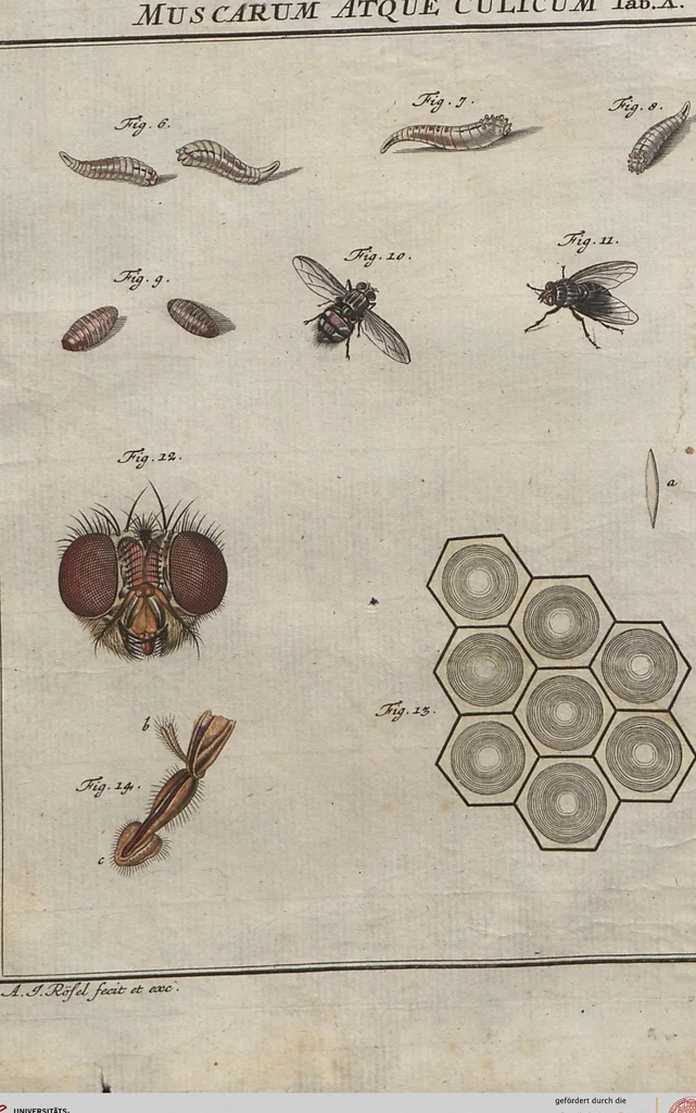 An illustration from (Band 2): ... welcher acht Classen verschiedener sowohl inländischer, als auch einiger ausländischer Insecte enthält, 1749, leaf 708