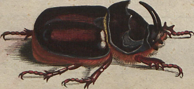An illustration from (Band 2): ... welcher acht Classen verschiedener sowohl inländischer, als auch einiger ausländischer Insecte enthält, 1749, leaf 89