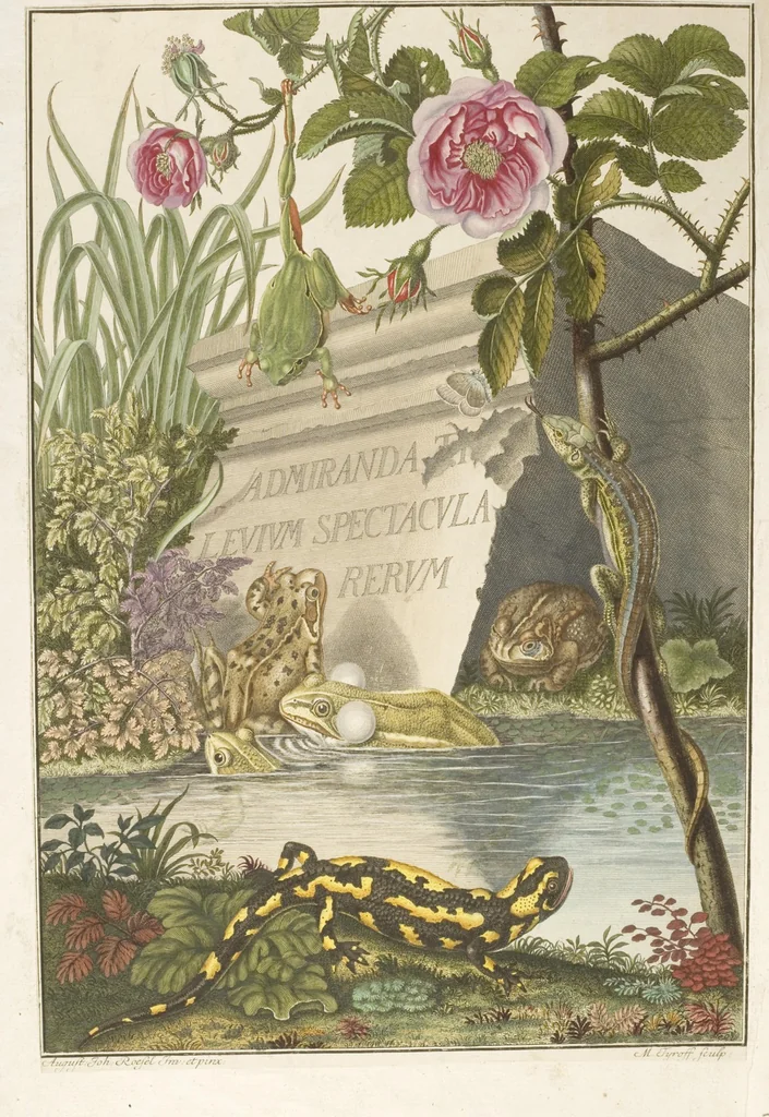 An illustration from Historia Natvralis Ranarvm Nostrativm in qua omnes earum proprietates / Die natürliche Historie der Frösche hiesigen Landes, 1758, leaf 1