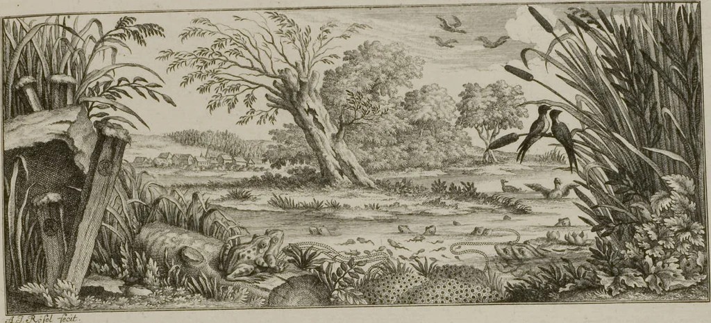 An illustration from Historia Natvralis Ranarvm Nostrativm in qua omnes earum proprietates / Die natürliche Historie der Frösche hiesigen Landes, 1758, leaf 102