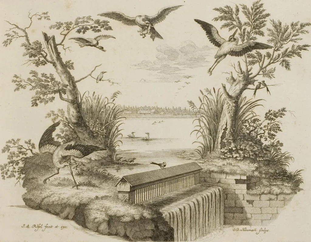An illustration from Historia Natvralis Ranarvm Nostrativm in qua omnes earum proprietates / Die natürliche Historie der Frösche hiesigen Landes, 1758, leaf 12