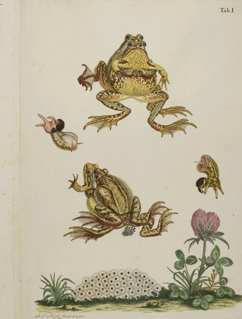 An illustration from Historia Natvralis Ranarvm Nostrativm in qua omnes earum proprietates / Die natürliche Historie der Frösche hiesigen Landes, 1758, leaf 134