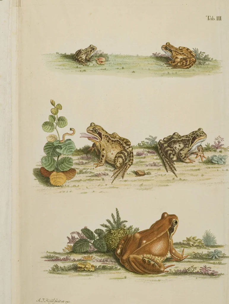 An illustration from Historia Natvralis Ranarvm Nostrativm in qua omnes earum proprietates / Die natürliche Historie der Frösche hiesigen Landes, 1758, leaf 138