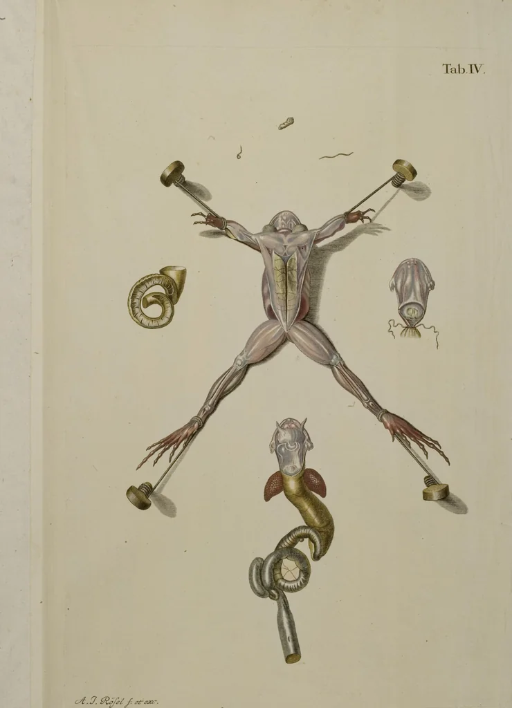 An illustration from Historia Natvralis Ranarvm Nostrativm in qua omnes earum proprietates / Die natürliche Historie der Frösche hiesigen Landes, 1758, leaf 140