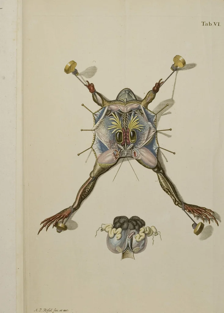 An illustration from Historia Natvralis Ranarvm Nostrativm in qua omnes earum proprietates / Die natürliche Historie der Frösche hiesigen Landes, 1758, leaf 144