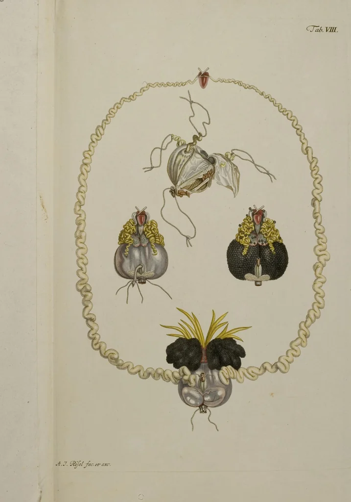 An illustration from Historia Natvralis Ranarvm Nostrativm in qua omnes earum proprietates / Die natürliche Historie der Frösche hiesigen Landes, 1758, leaf 148