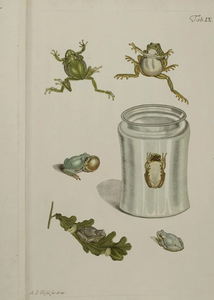 An illustration from Historia Natvralis Ranarvm Nostrativm in qua omnes earum proprietates / Die natürliche Historie der Frösche hiesigen Landes, 1758, leaf 150