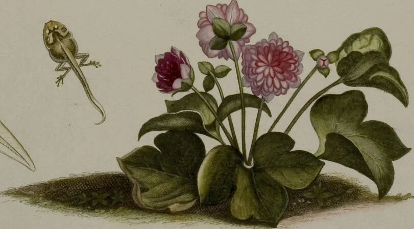 An illustration from Historia Natvralis Ranarvm Nostrativm in qua omnes earum proprietates / Die natürliche Historie der Frösche hiesigen Landes, 1758, leaf 152