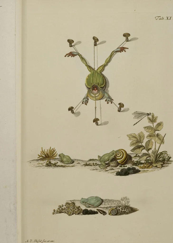 An illustration from Historia Natvralis Ranarvm Nostrativm in qua omnes earum proprietates / Die natürliche Historie der Frösche hiesigen Landes, 1758, leaf 154