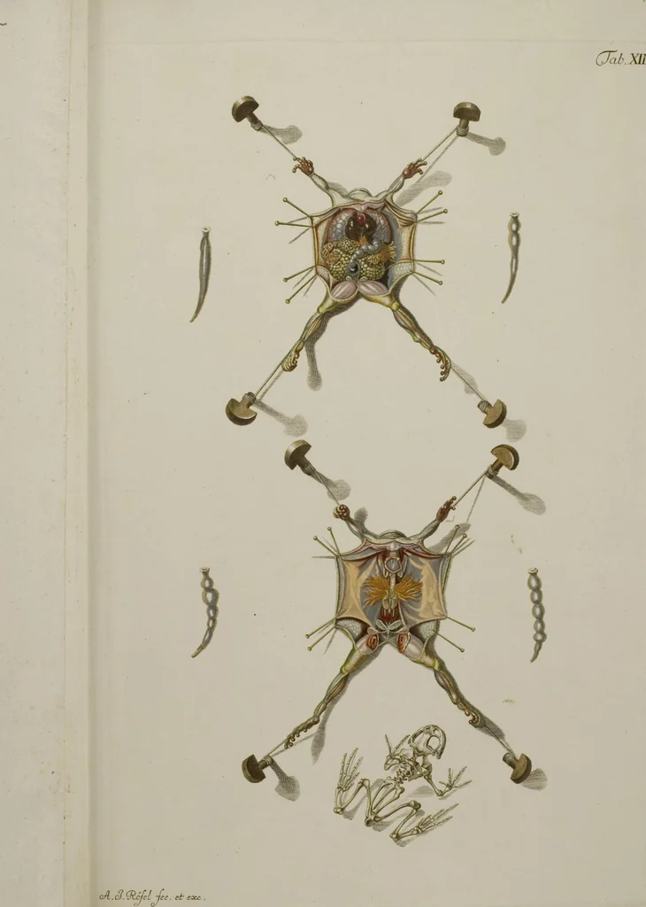 An illustration from Historia Natvralis Ranarvm Nostrativm in qua omnes earum proprietates / Die natürliche Historie der Frösche hiesigen Landes, 1758, leaf 156