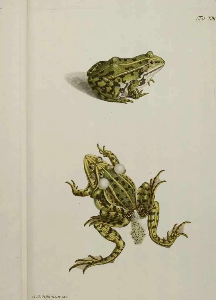 An illustration from Historia Natvralis Ranarvm Nostrativm in qua omnes earum proprietates / Die natürliche Historie der Frösche hiesigen Landes, 1758, leaf 158